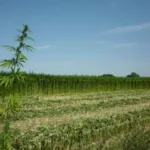 belgium-hemp-5-768x576-4238502651-2