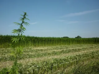 belgium-hemp-5-768x576-4238502651