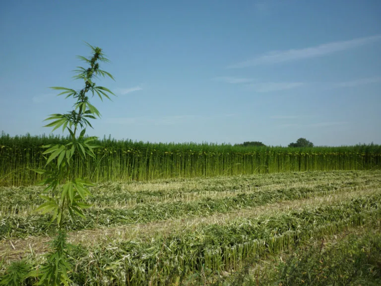 belgium-hemp-5-768x576-4238502651-2